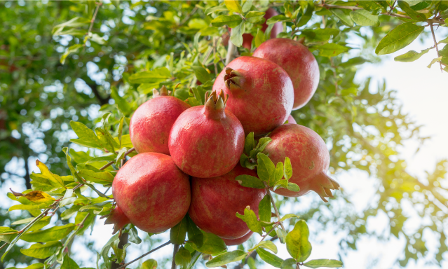 Clima ideal para el cultivo